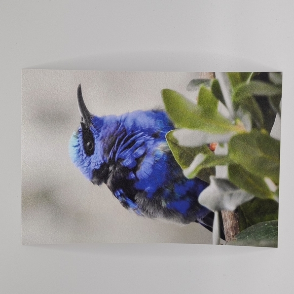 4x6 Red-Legged Honeycreeper Cute‎ Blue Bird Art Print - Picture 6 of 6